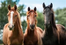 احتمال شیوع بیماری رینوپنومونی در اسب داریهای رفسنجان